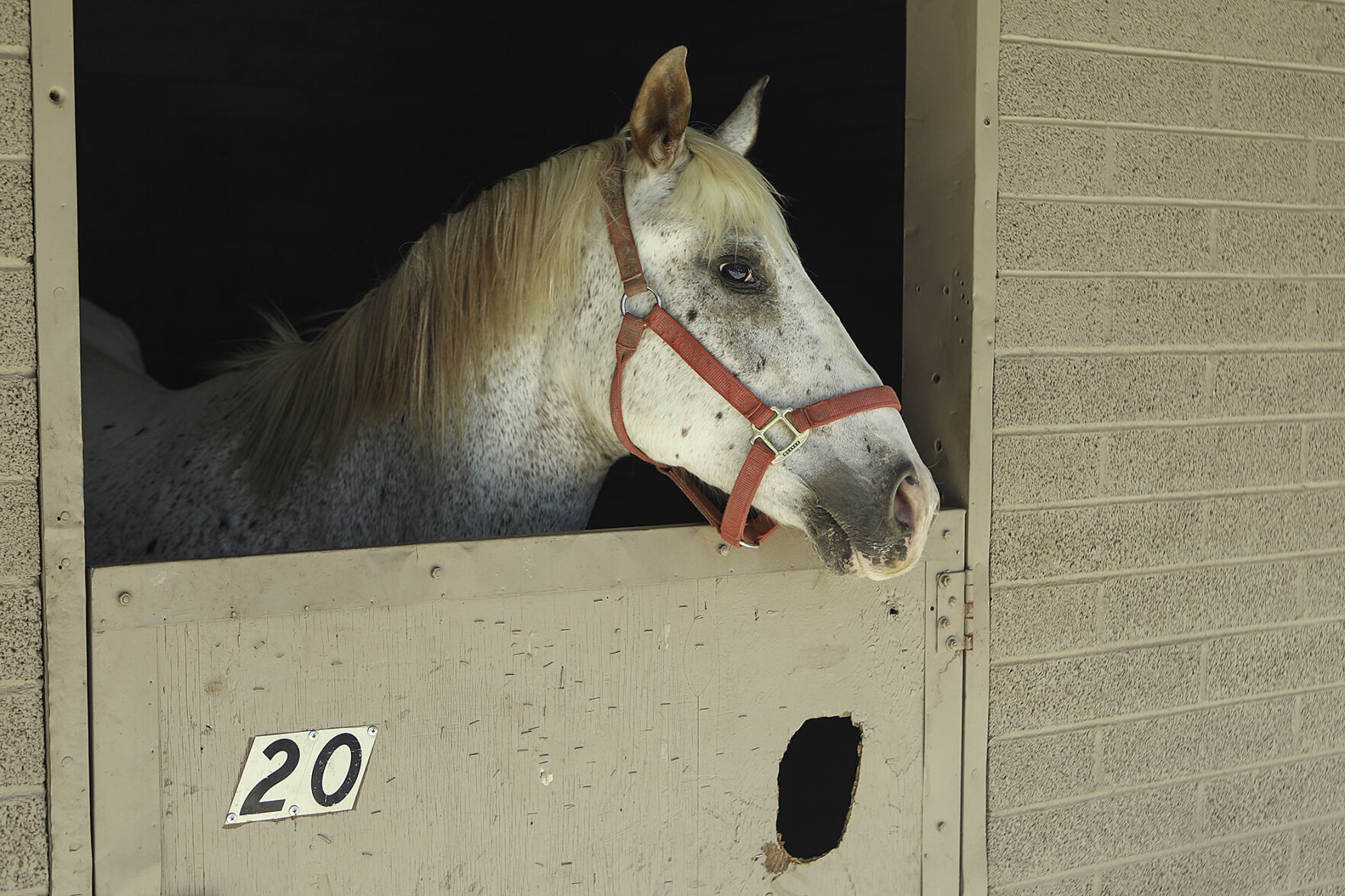 Animal Evacuees of the Pipeline Fire